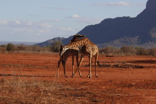 Kenya