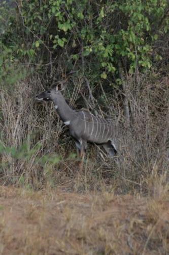 Kenya