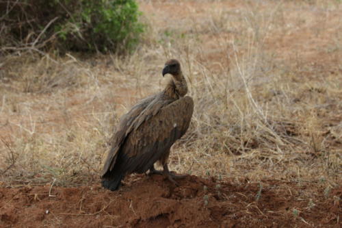 Kenya